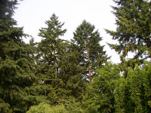 nw_trees1.jpg